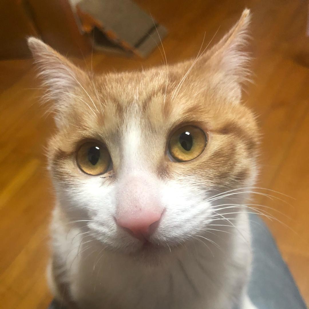 倘若只如初见