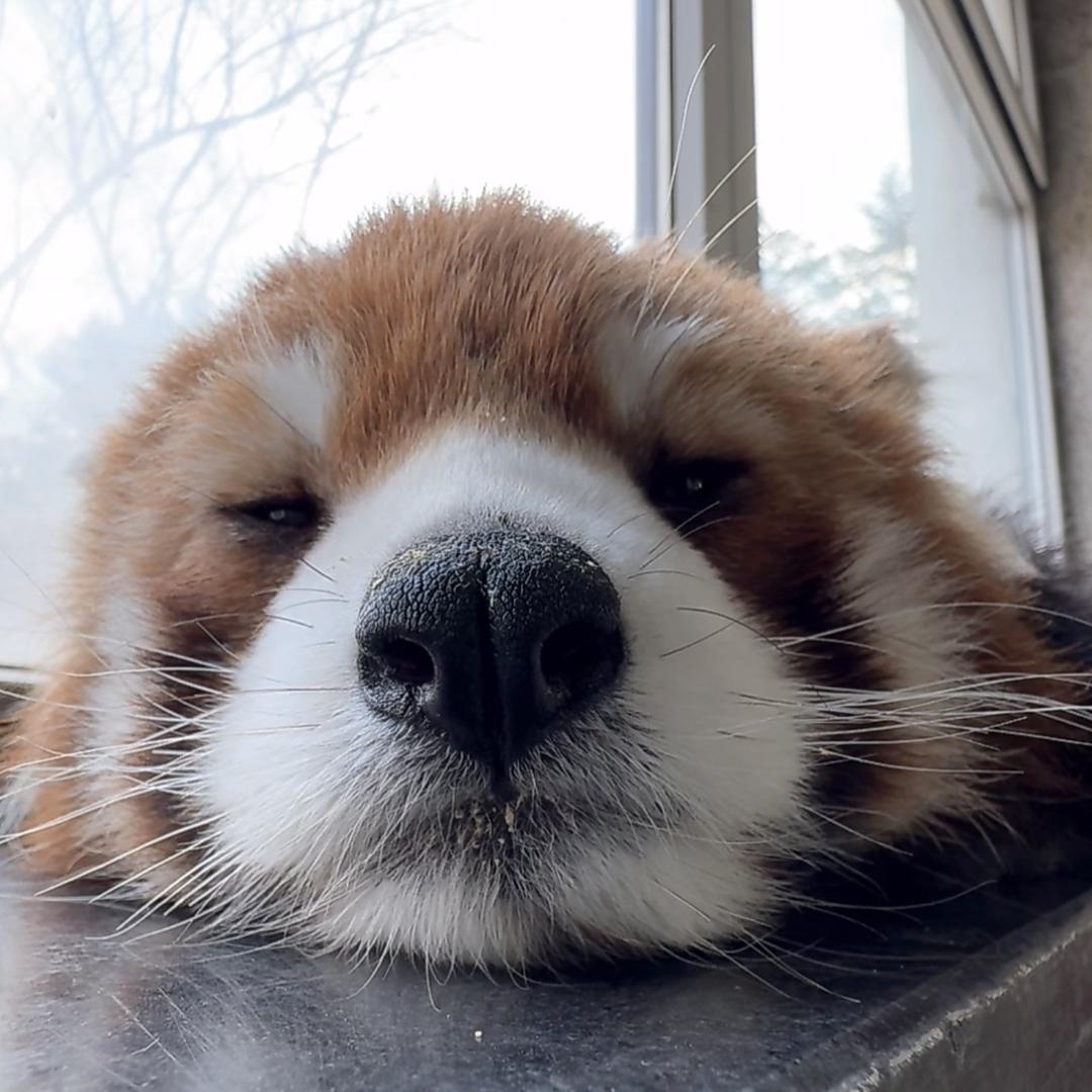 依木潮玩（夜木）