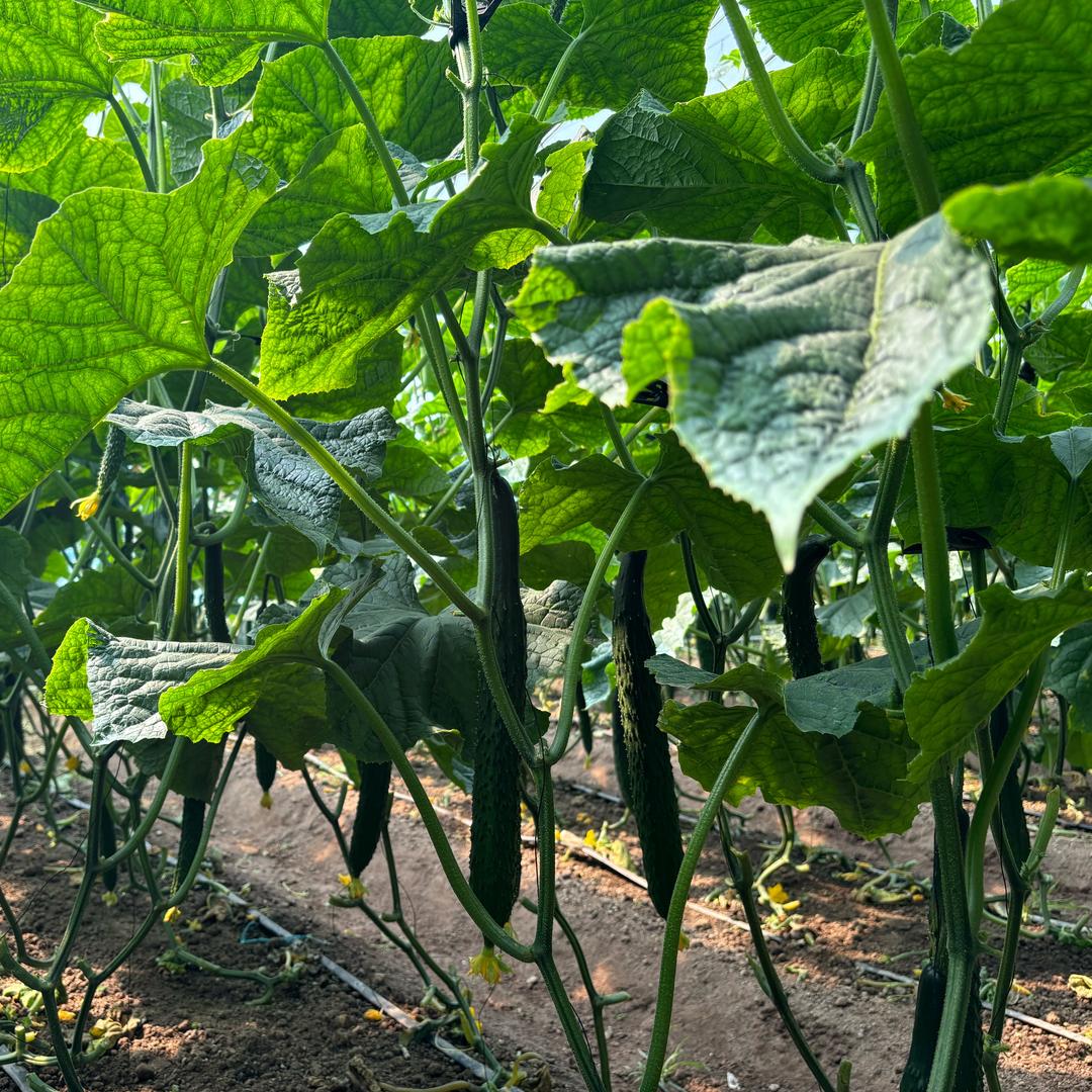 沂蒙手工煎饼厂