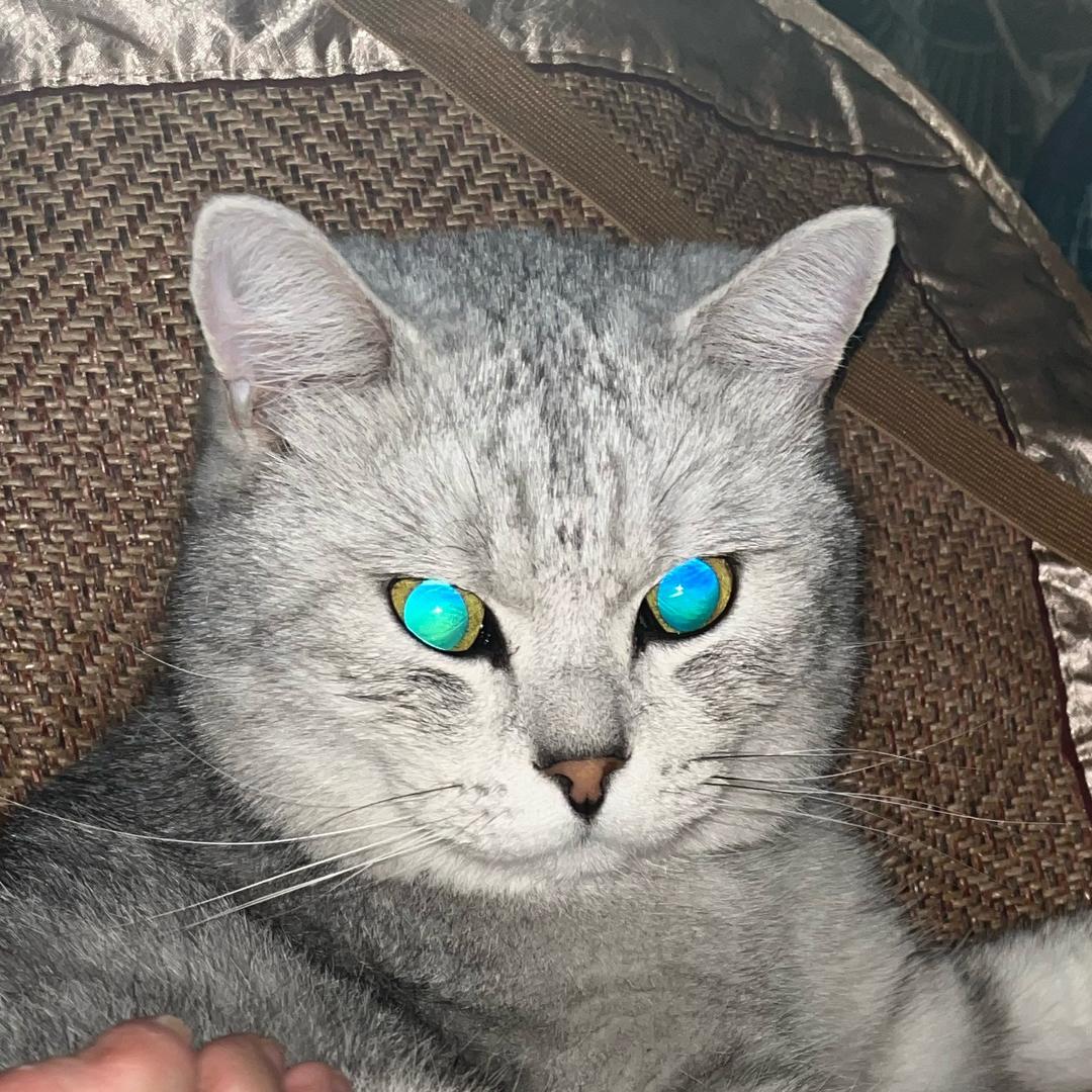 XU小猫