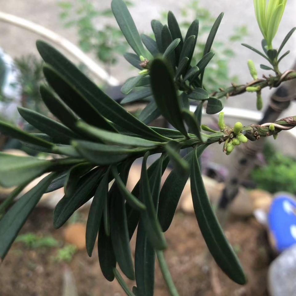 众林苗木