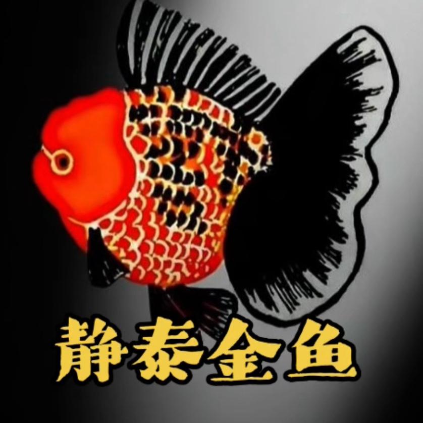 马特金鱼(夫人号)