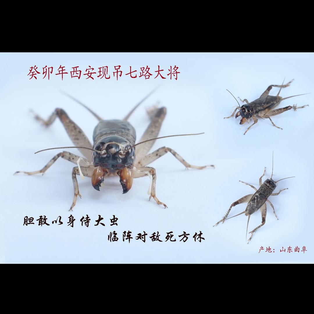 紫气东来，