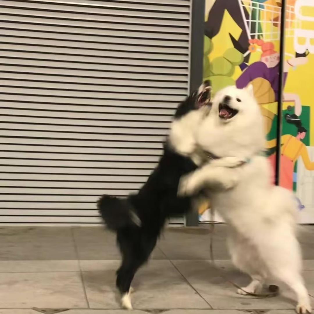 大头妹妹🤡
