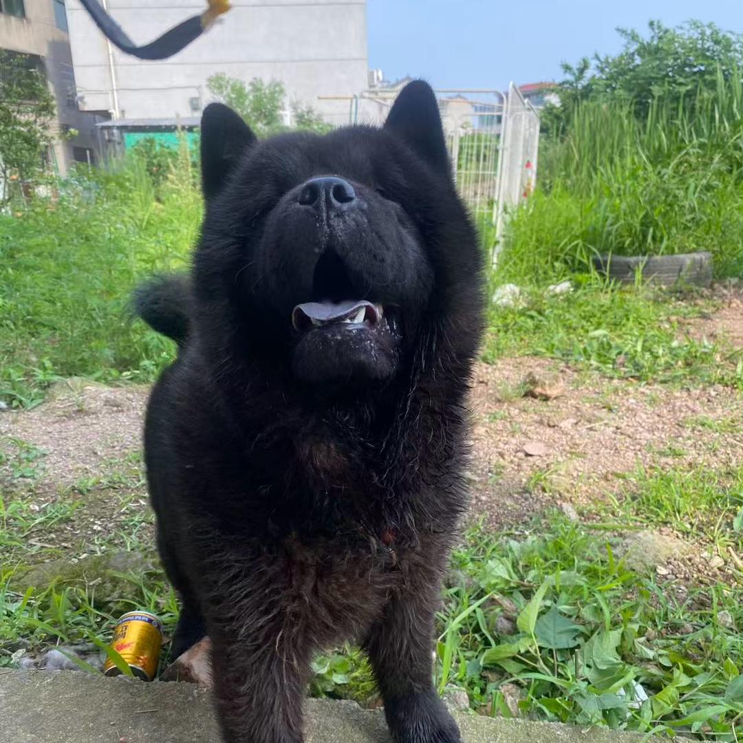 一只傻狗叫莫迪