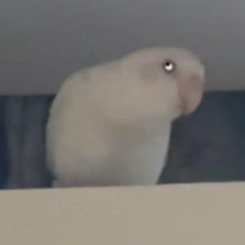 球一能