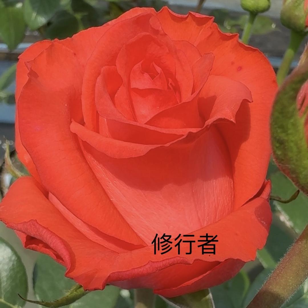 杨杨花卉