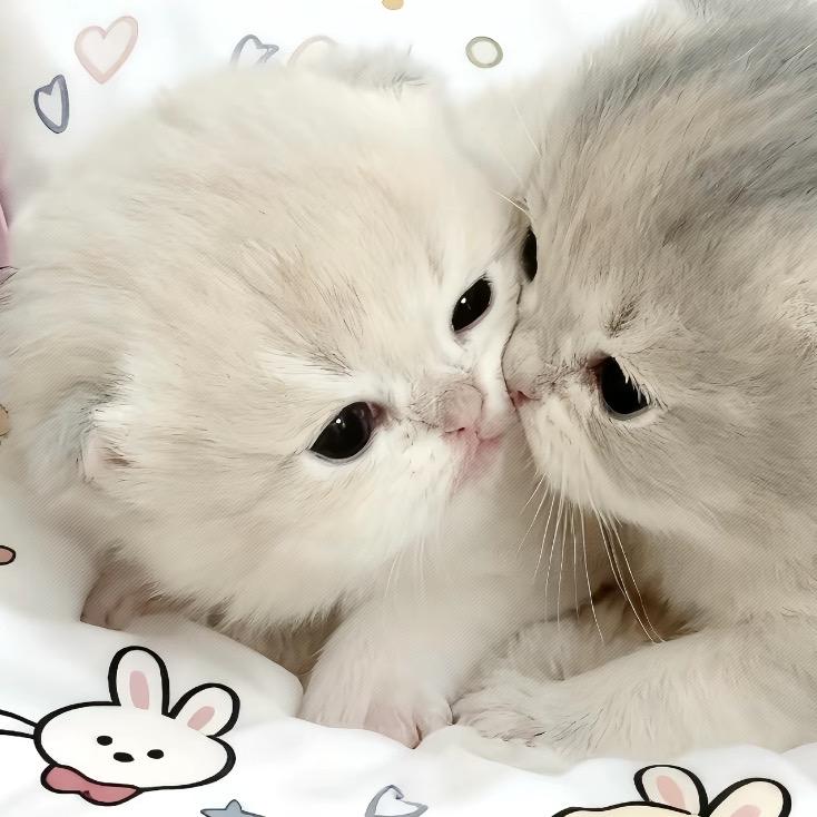 𝒜𝓊𝓇ℴ𝓇𝒶