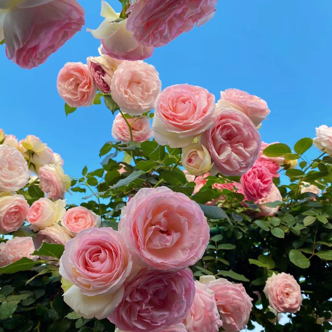 小胡花铺