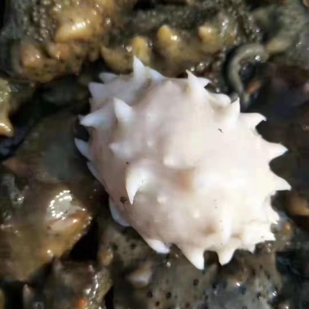 小葛