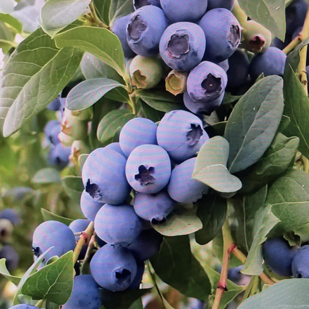 森之源果树苗圃