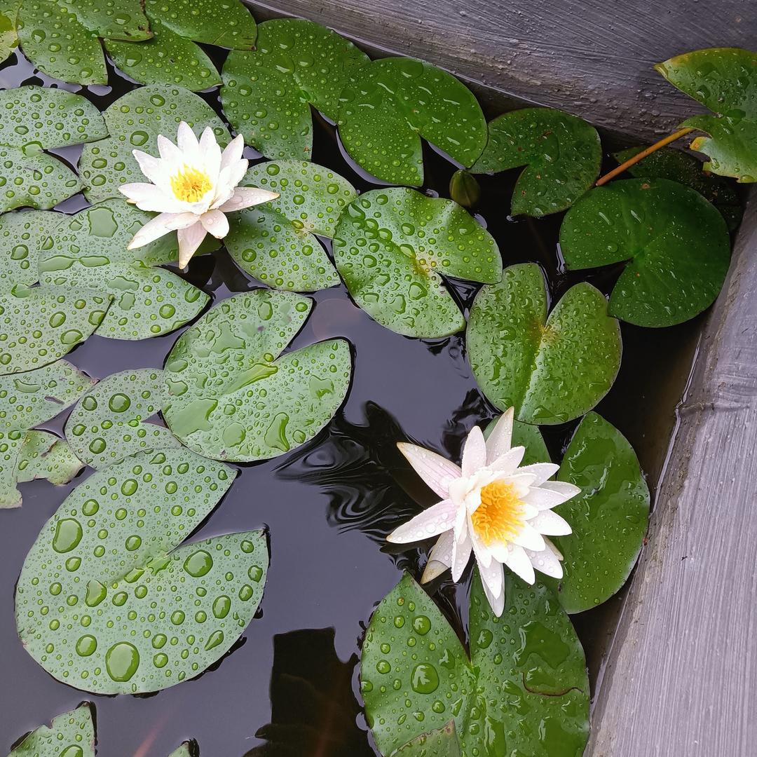 黑苹果