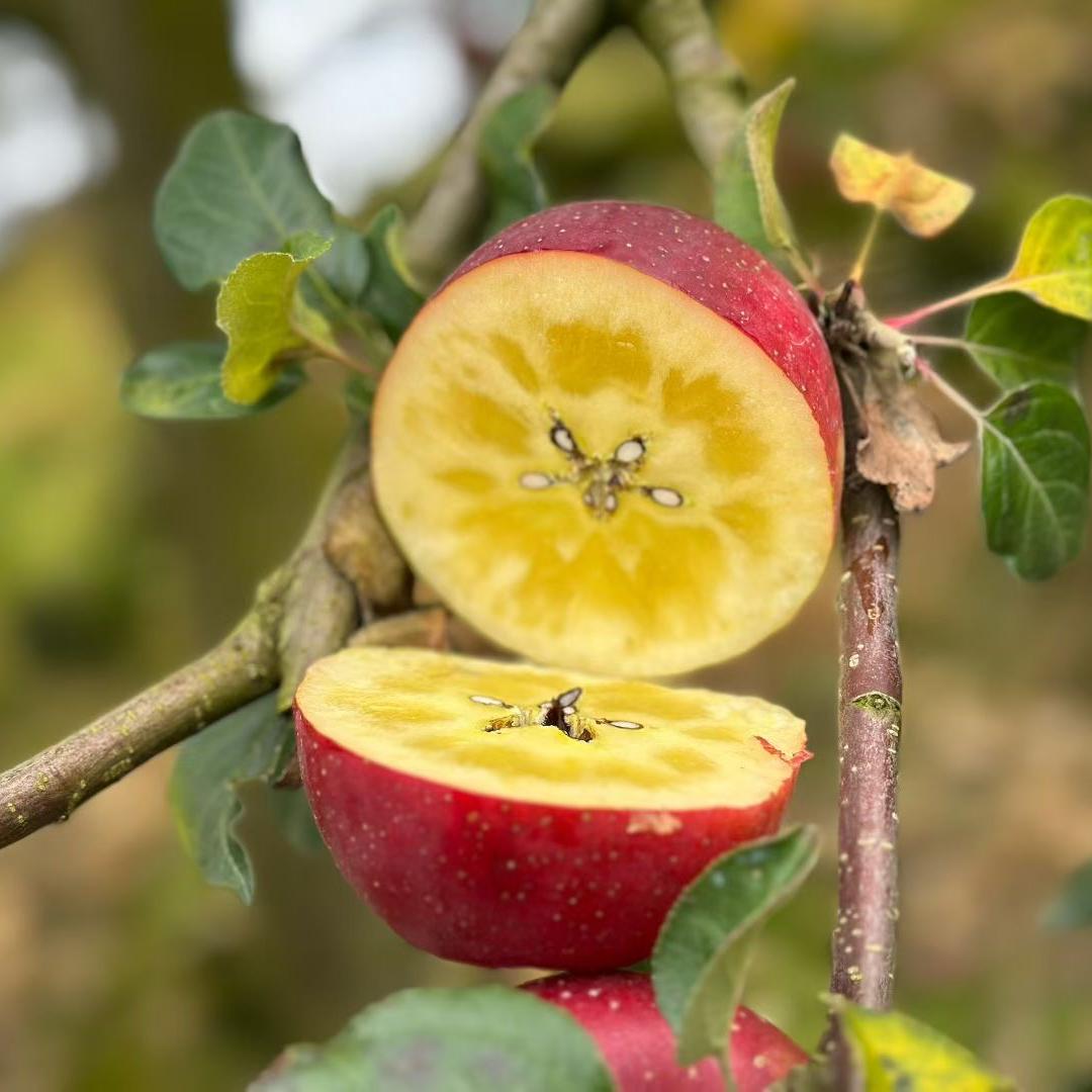 多一度甜水果官方店