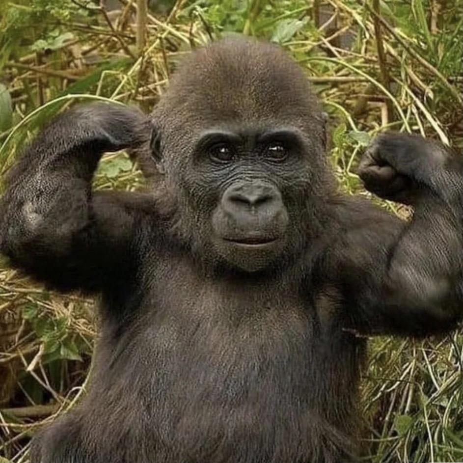 周猩猩猩猩猩猩猩猩