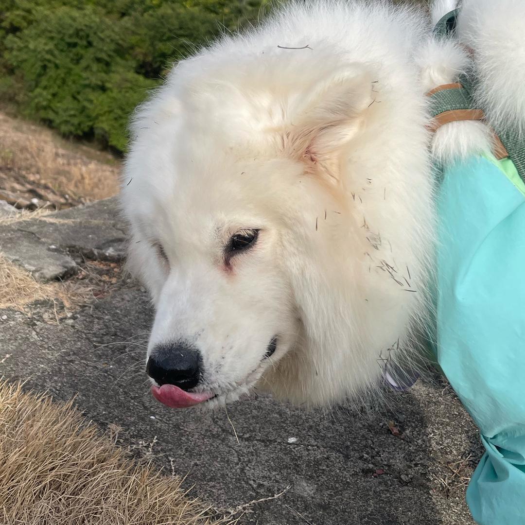 Levi和它的弟弟奶巧