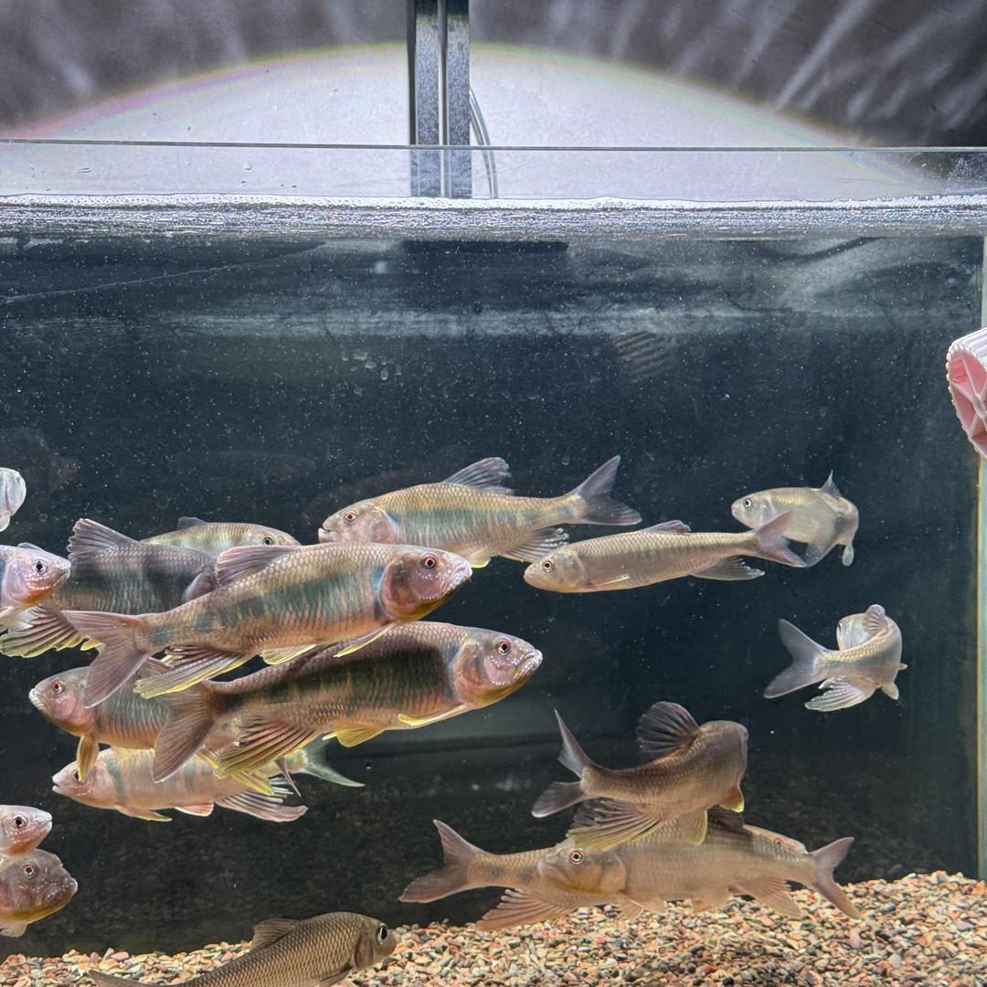 小吴溪涧原生鱼