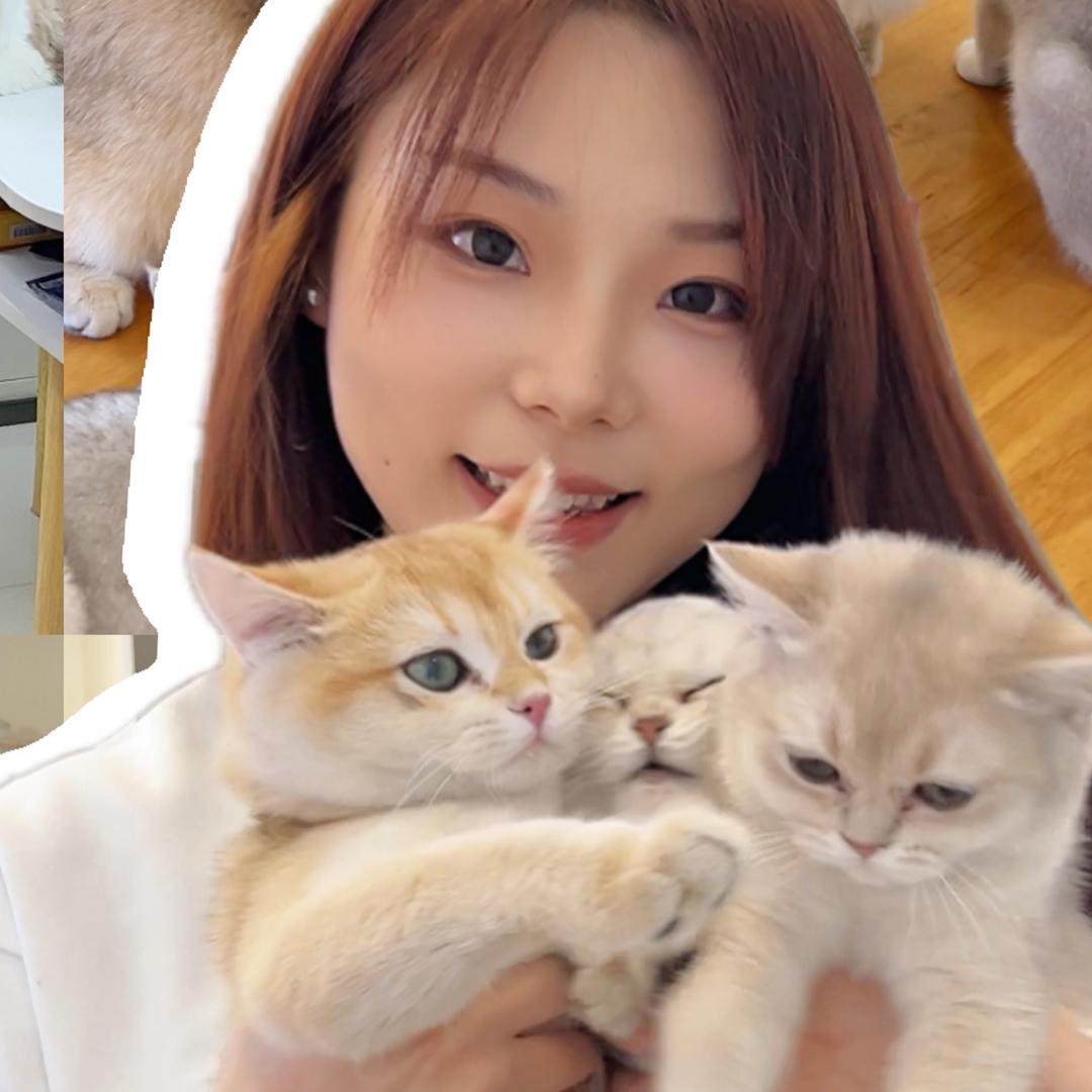 悦悦爱养猫