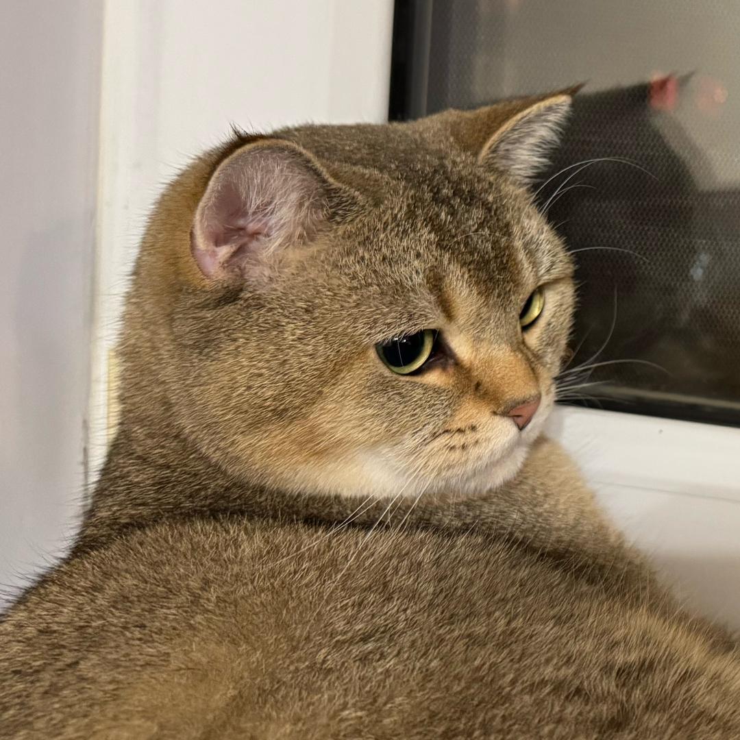 狐涂涂