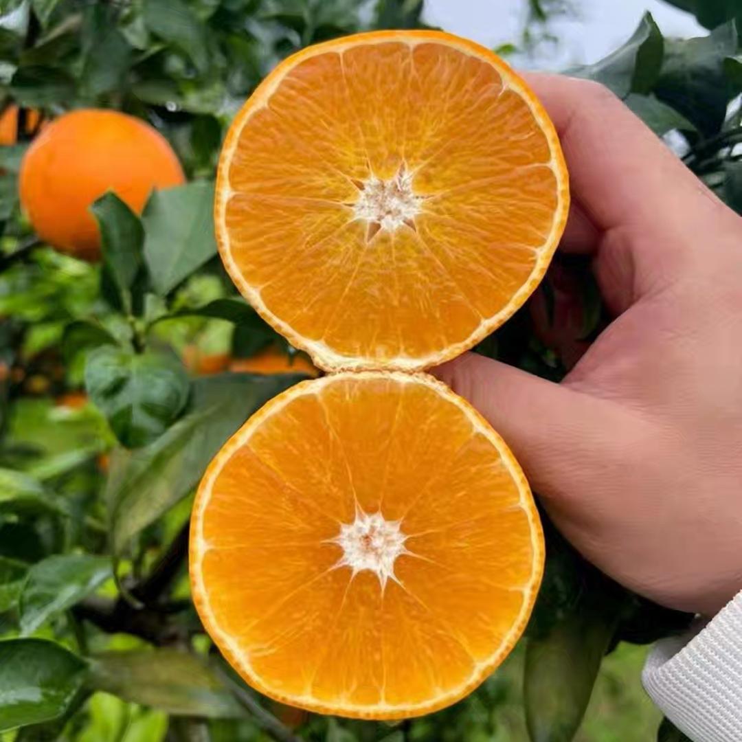 爱媛真好吃