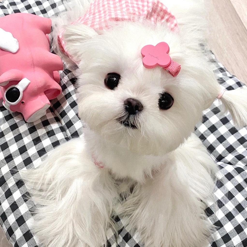 甜柚子🎀