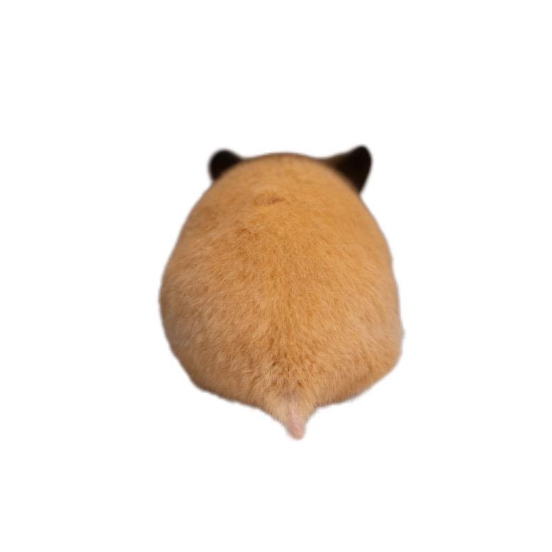 帕尼尼