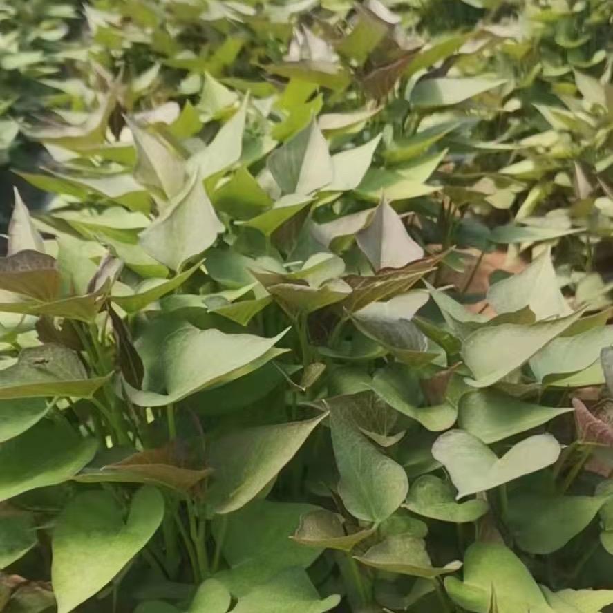 禹州市轩辰红薯苗种植有限公司