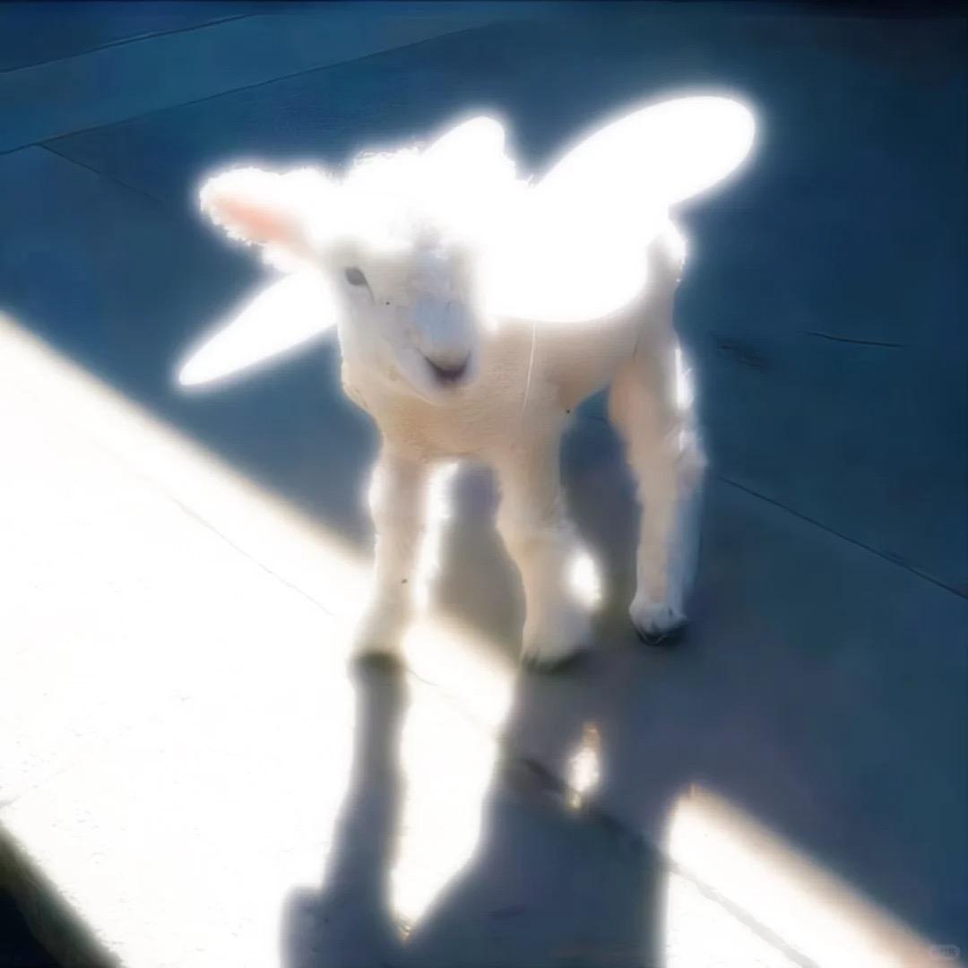 小羊听不见