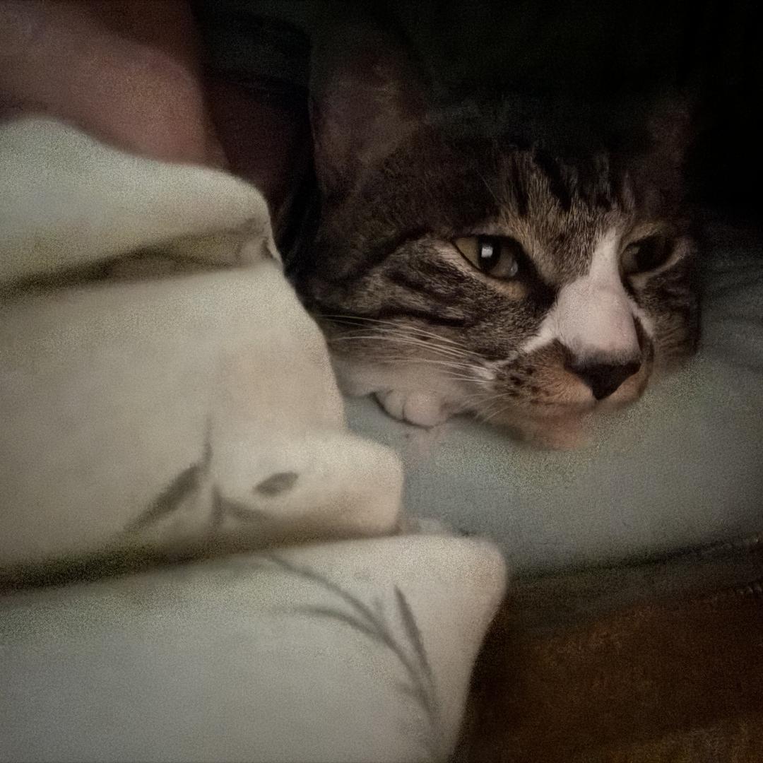茶良记