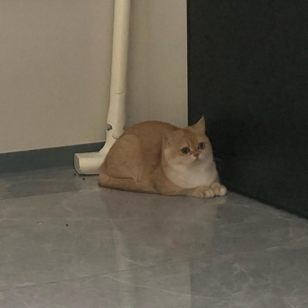 两坨小怨种🐈