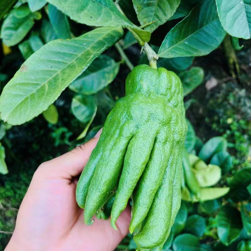 广佛手种植基地