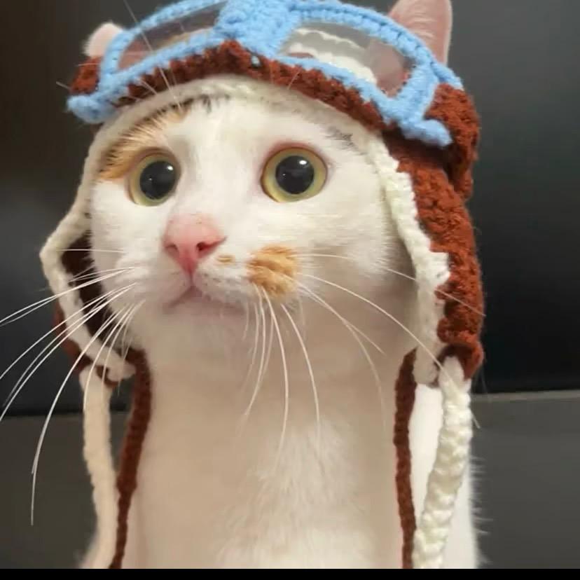 谁的小猫