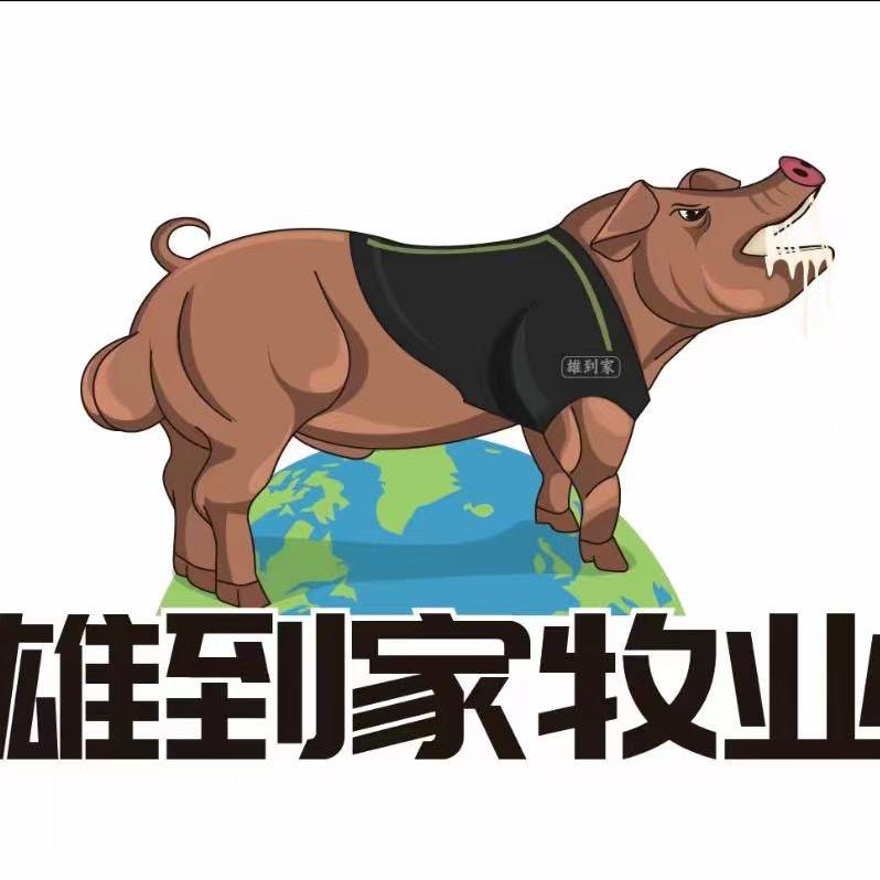 雪儿谈养猪雄到家