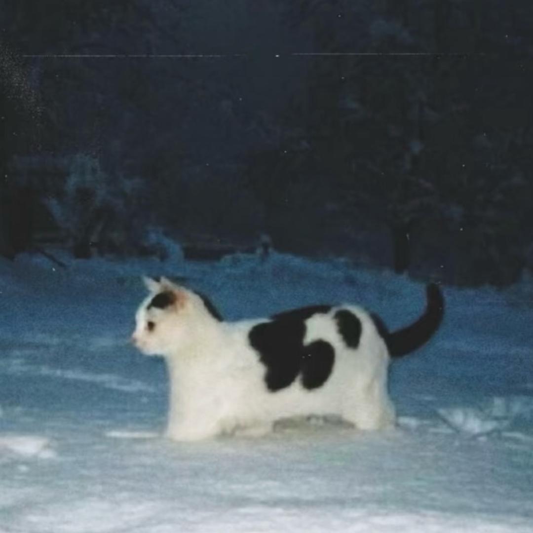 汪汪仙贝