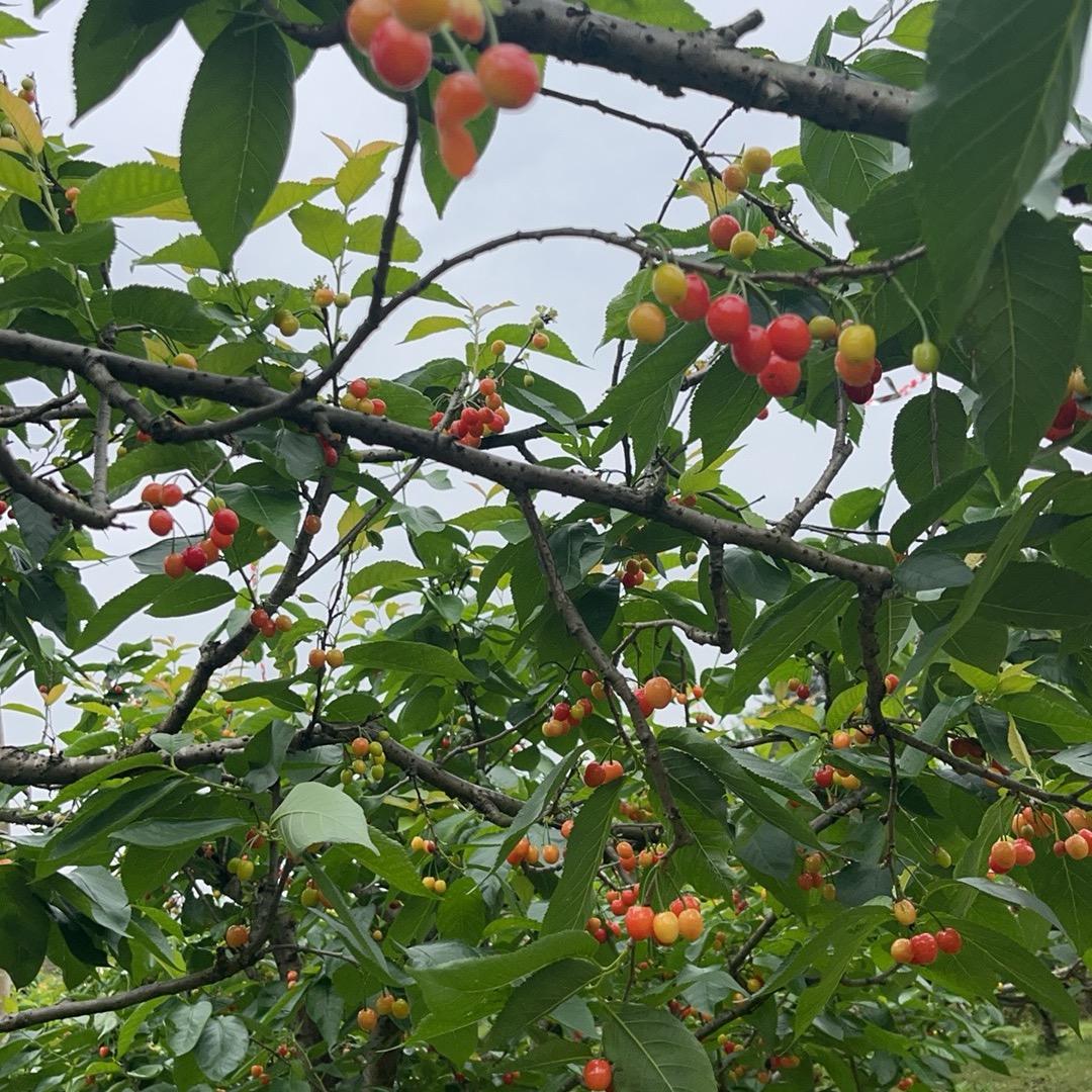 A羅（茶叶）（花瓣）养殖批发