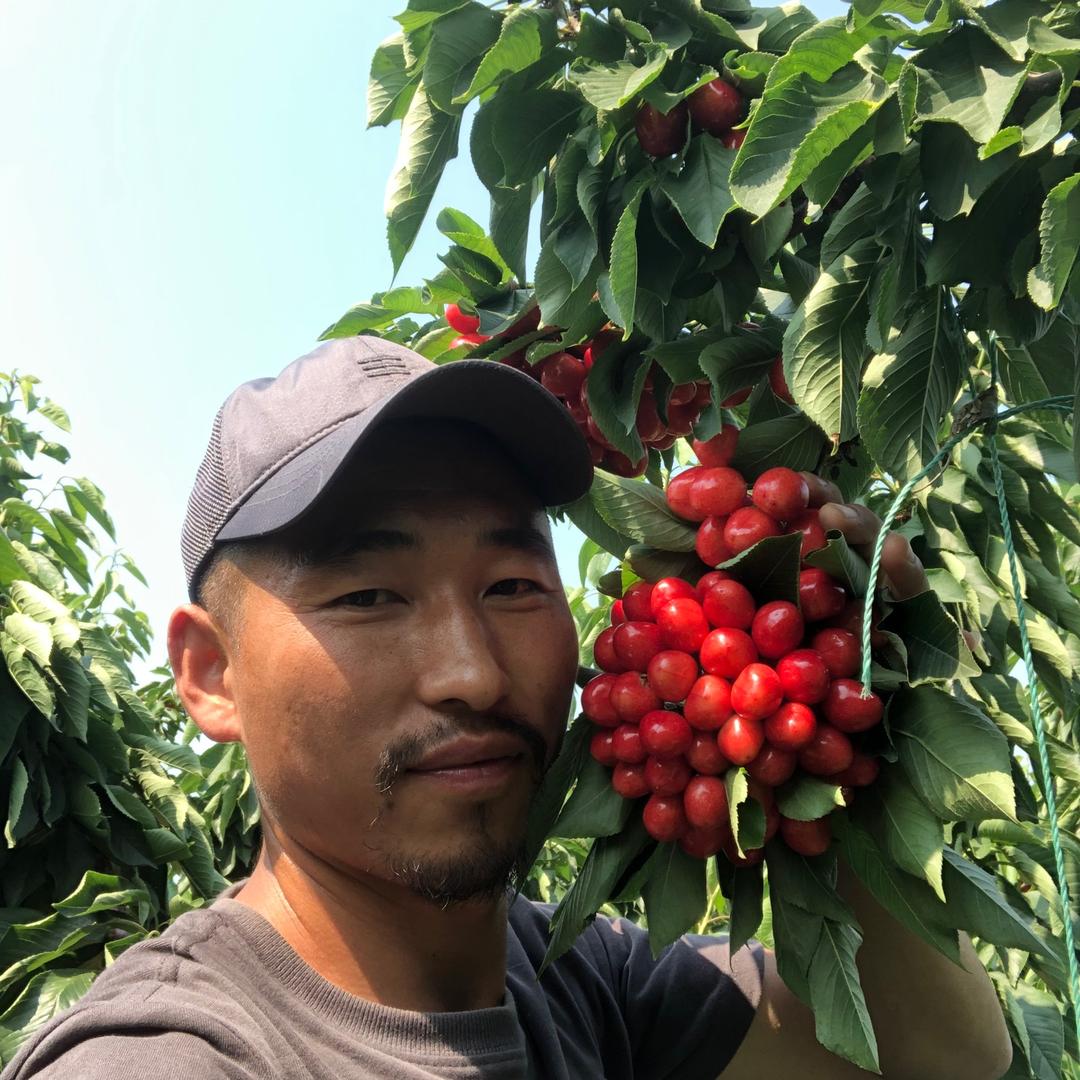 绿林苗木经销