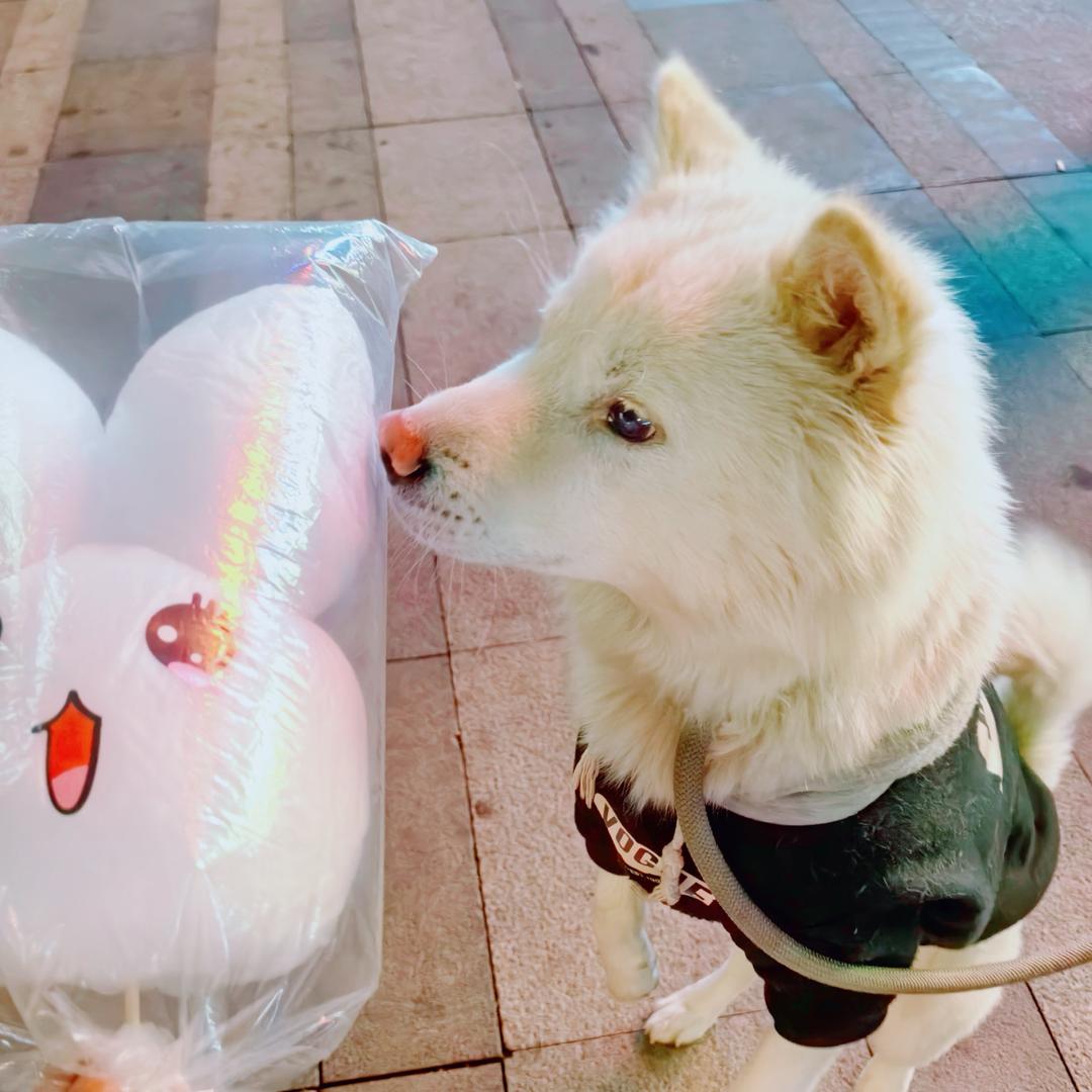 西西准备开动咯