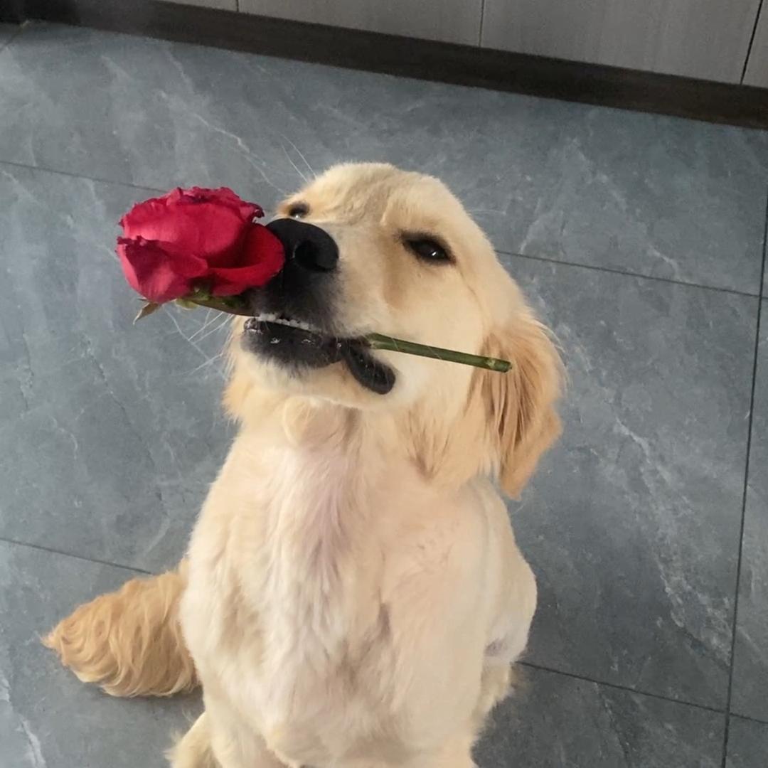奶昔🌹
