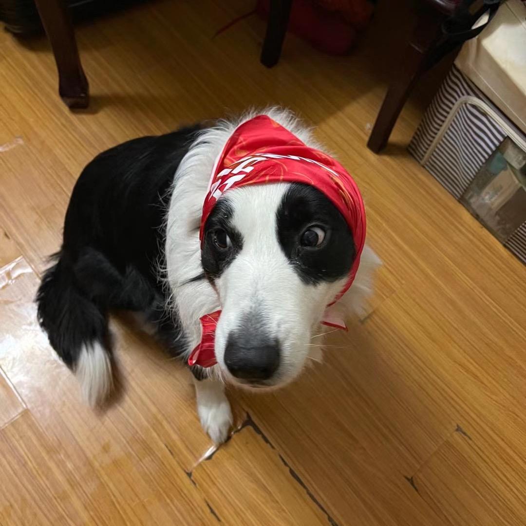遛狗皇