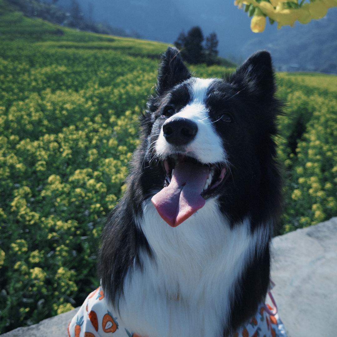 石榴是只小边牧