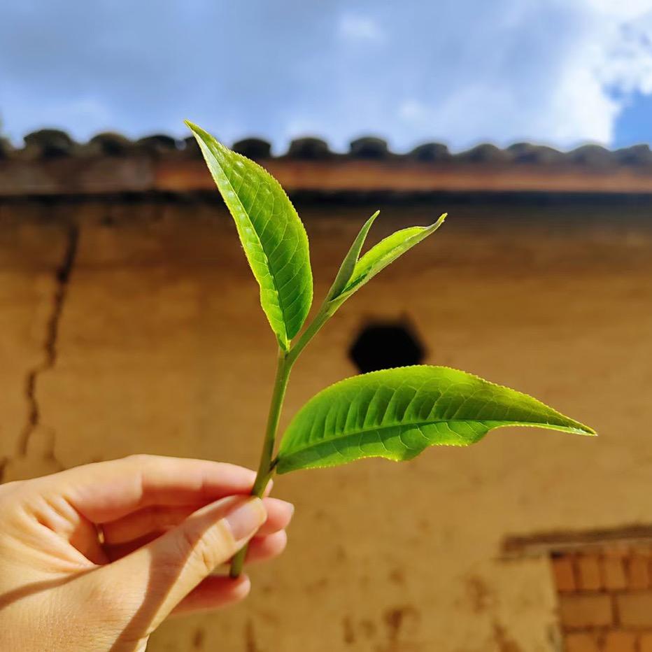 两杯清茶