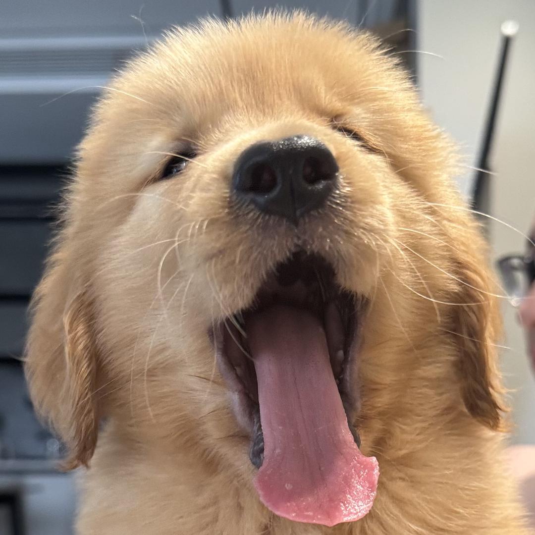 俺是🐶爆单～