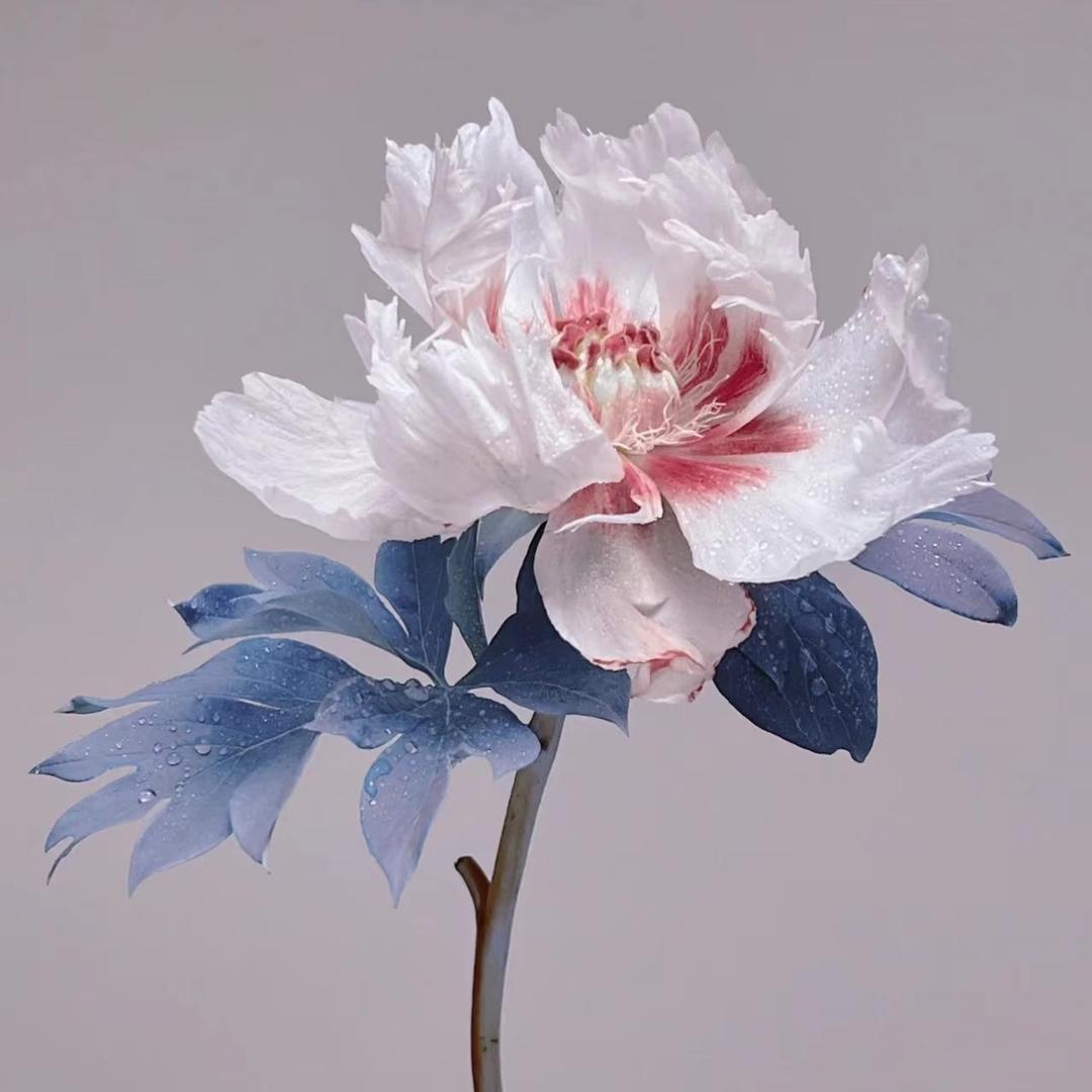 抖赢花卉苗木
