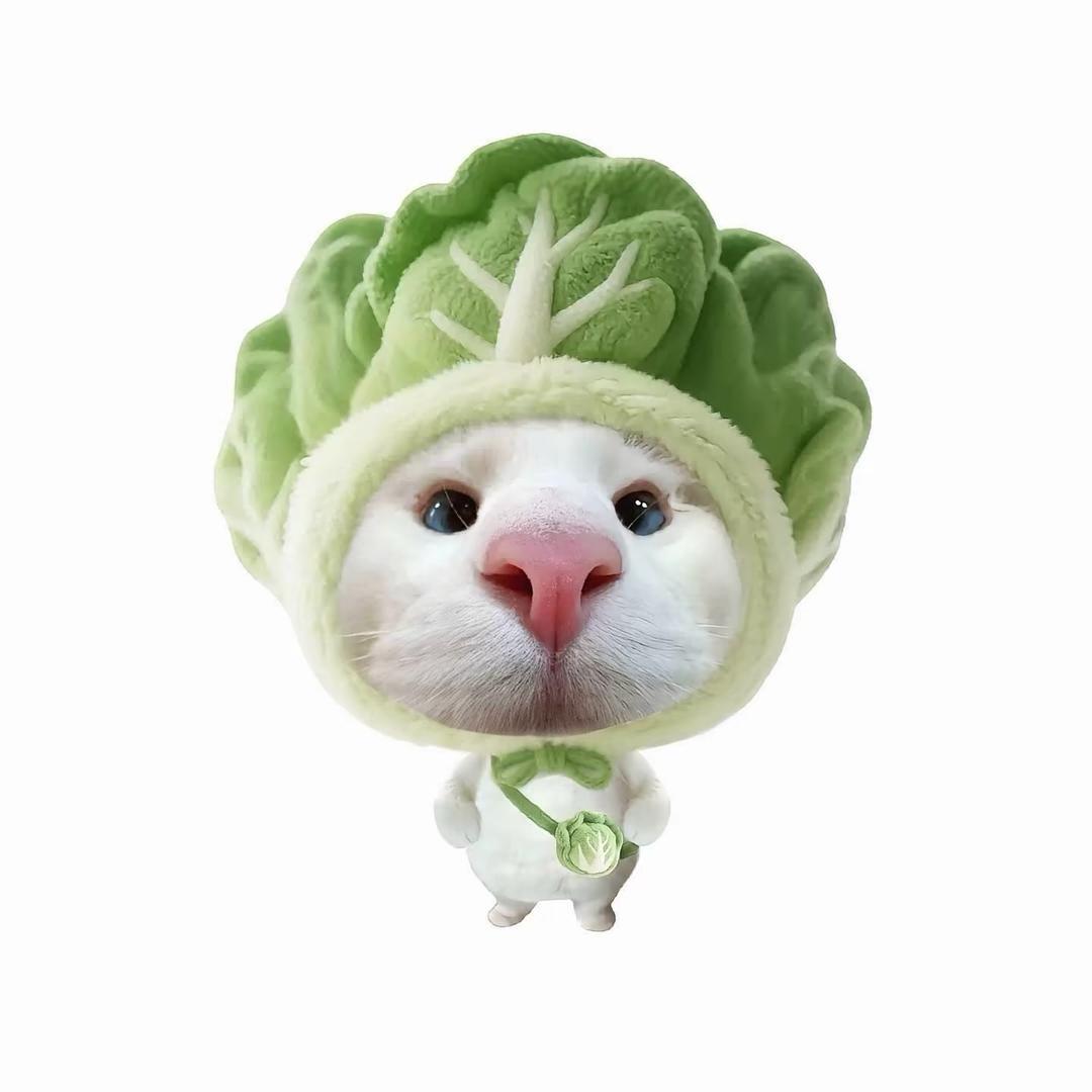 白菜菜🥬