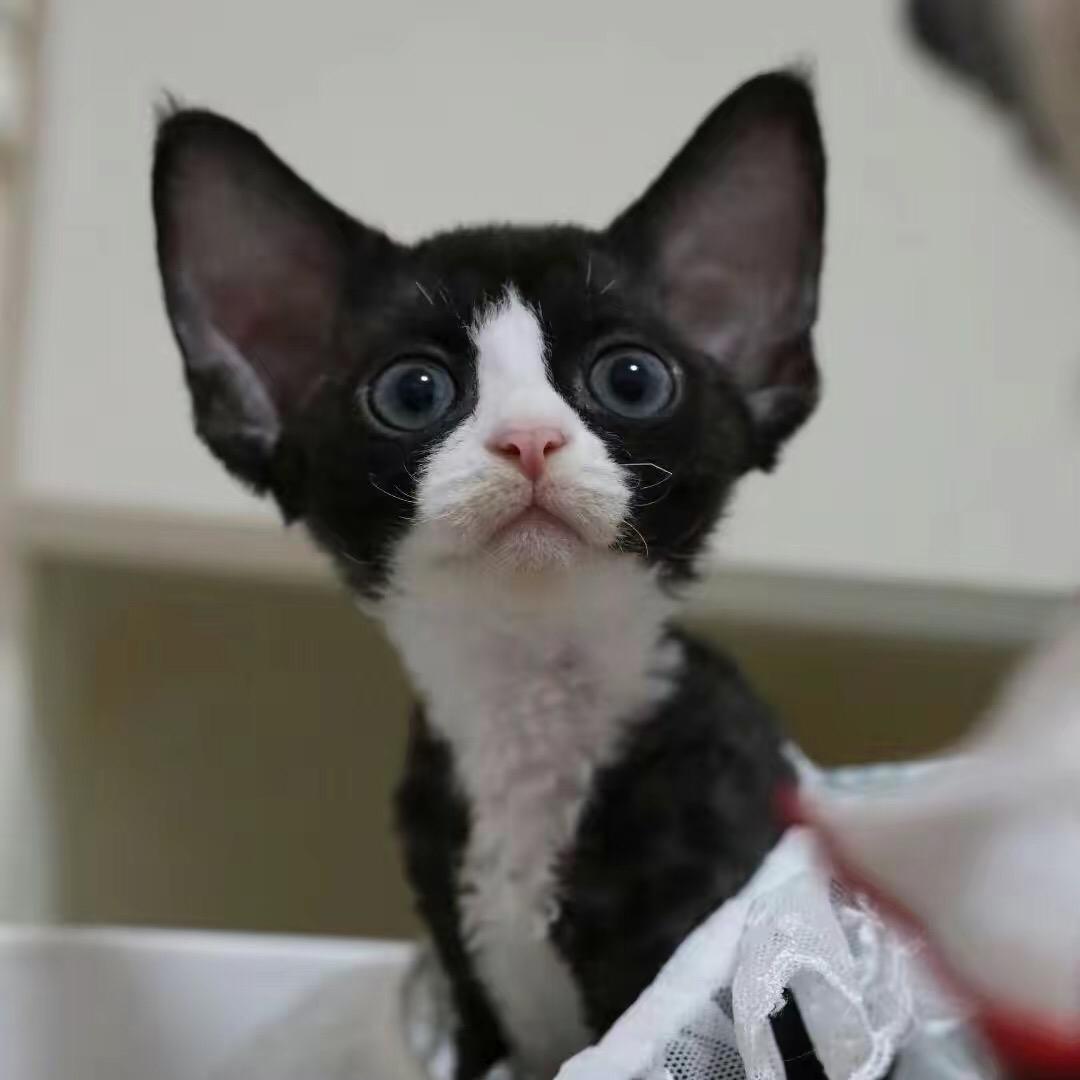 多文德文猫舍