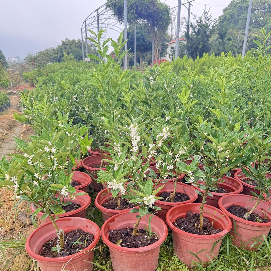 南枳忠昭果树苗木专卖店