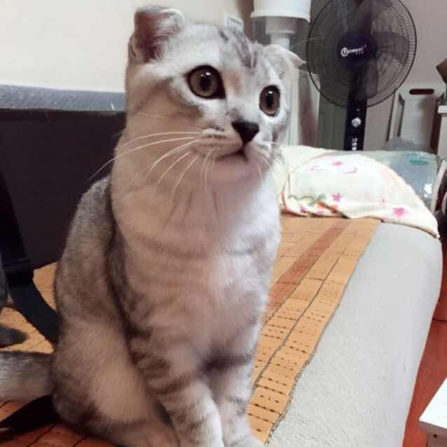 梦里花落