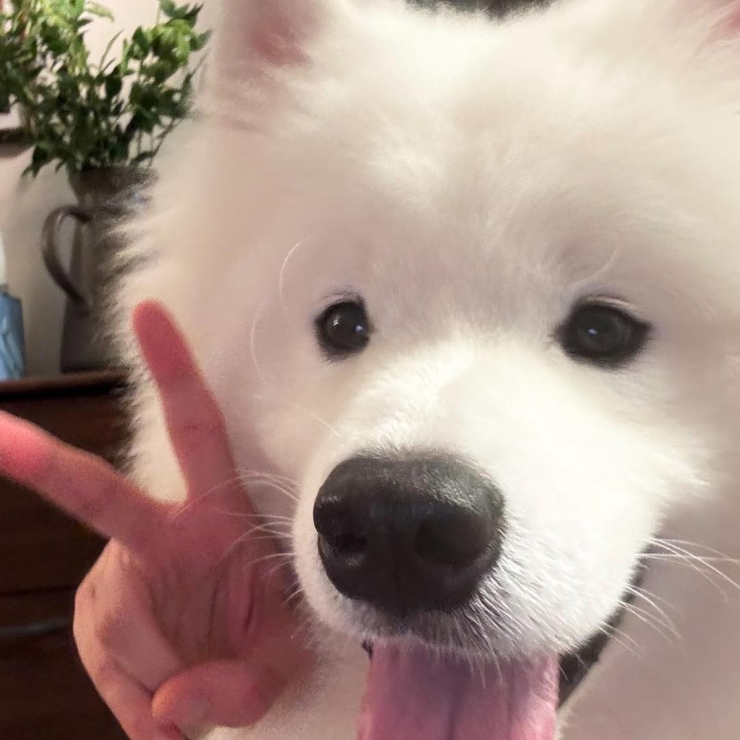成悦悦