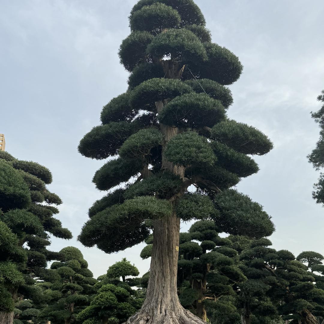 森语罗汉松批发