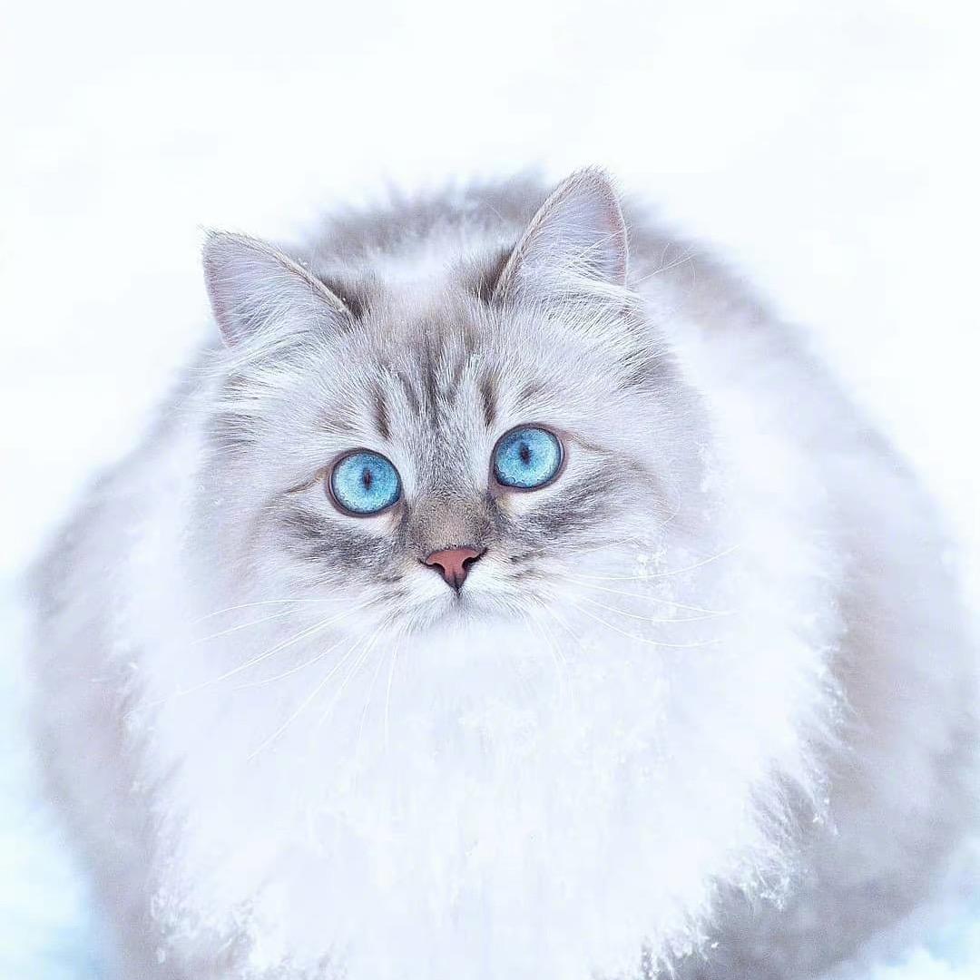 十一💜