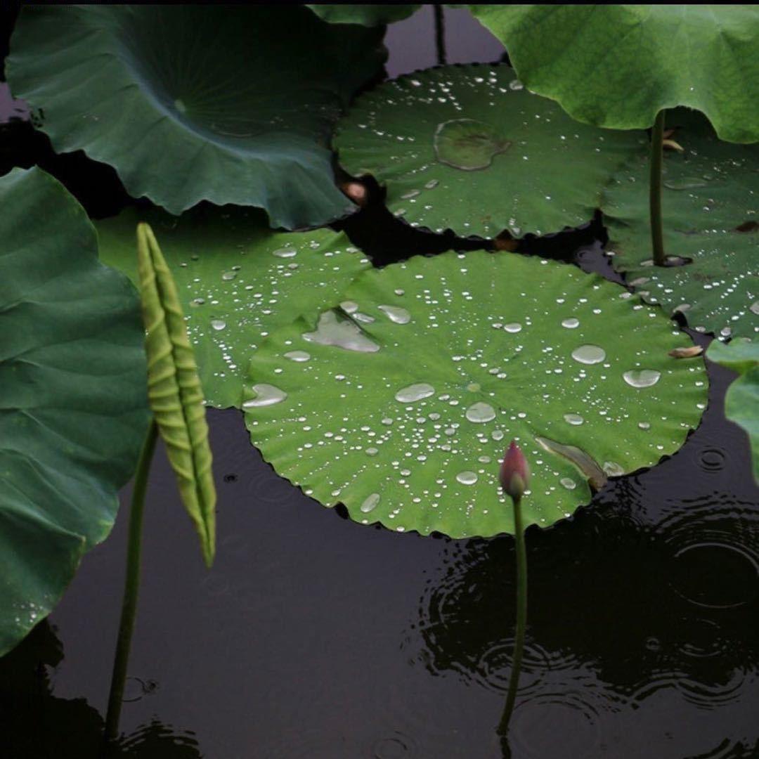 哈密瓜味小甜甜